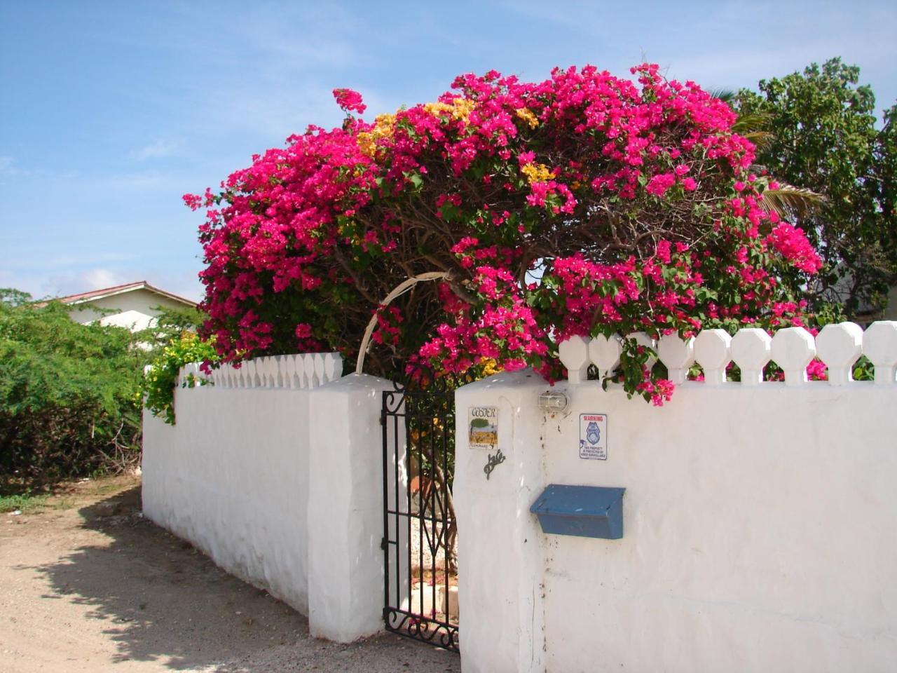Villa Bougainvillea Aruba, The Tango Suite Palm Beach Extérieur photo